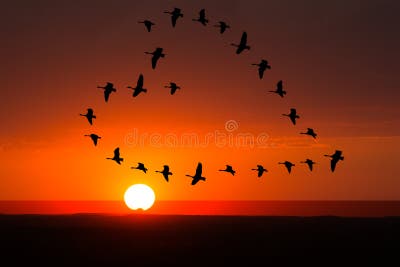 sunrise-sunset-love-romance-birds-concept-flock-flying-heart-formation-behind-them-95869871 (1).jpg