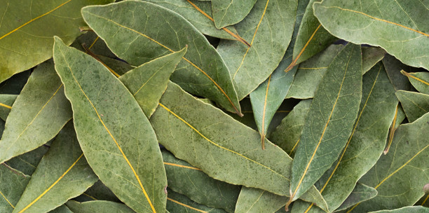 Bay leaf.jpg